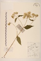 華澤蘭藏品圖，第1張