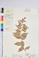 滇白珠藏品圖，第1張