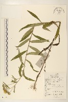 線葉旋覆花藏品圖，第1張