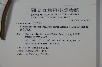 狹葉莢迷藏品圖，第2張