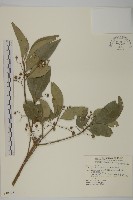 扶芳藤藏品圖，第1張