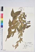 白珠樹藏品圖，第1張