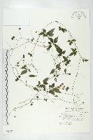 絞股藍藏品圖，第1張