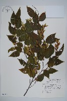 阿里山千金榆藏品圖，第1張