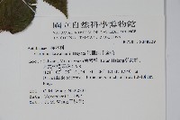 阿里山千金榆藏品圖，第2張