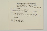 刺果衛矛藏品圖，第2張