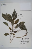 棣慕華鳳仙花藏品圖，第1張