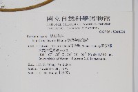 棣慕華鳳仙花藏品圖，第2張