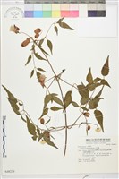 小木通藏品圖，第1張