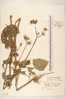 苦滇菜、苦菜藏品圖，第1張