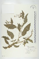 葶藶藏品圖，第1張