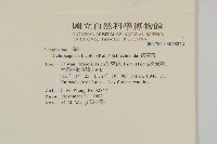 茯苓菜藏品圖，第2張