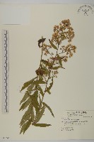 臺灣馬蘭藏品圖，第1張