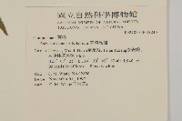 臺灣馬蘭藏品圖，第2張