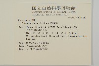 珍珠蒿、奇蒿藏品圖，第2張