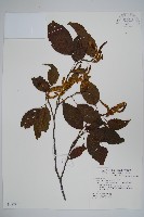 赤楊、臺灣赤楊、台北赤楊、水柯子、水柳柯藏品圖，第1張