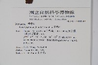 赤楊、臺灣赤楊、台北赤楊、水柯子、水柳柯藏品圖，第2張