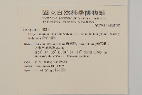 新竹油菊藏品圖，第2張