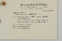 南華南蛇藤，青江藤藏品圖，第2張