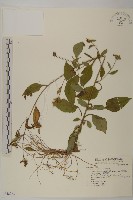 黃金珠藏品圖，第1張