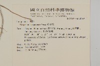 黃金珠藏品圖，第2張