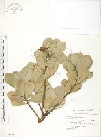 蘭嶼樹杞、蘭嶼紫金牛藏品圖，第1張