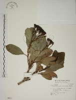 密脈赤楠藏品圖，第1張