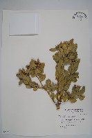 琉球黃楊藏品圖，第1張