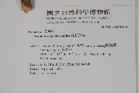 琉球黃楊藏品圖，第2張