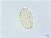 日本前胡藏品圖，第1張