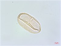 日本前胡藏品圖，第2張