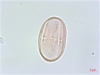 日本前胡藏品圖，第3張