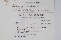 爵床藏品圖，第2張