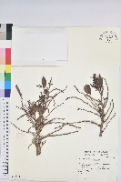 細葉饅頭果藏品圖，第1張