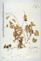 海牽牛藏品圖，第1張