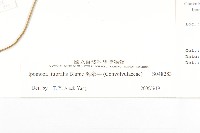 海牽牛藏品圖，第3張