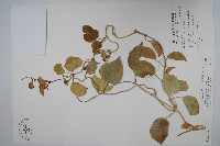 蘭嶼牛皮消、蘭嶼白薇藏品圖，第1張