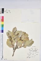 白樹仔藏品圖，第1張