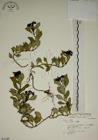 拎壁龍藏品圖，第1張