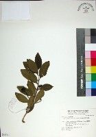 苦林盤藏品圖，第1張