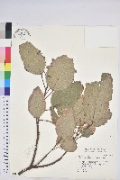 粗糠柴藏品圖，第1張