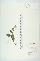 生毛將軍藏品圖，第1張