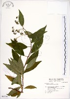 華八仙藏品圖，第1張