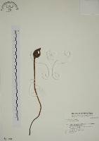 野菰藏品圖，第1張