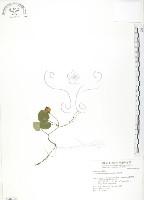 苞花蔓藏品圖，第1張