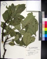 蘭嶼椌木藏品圖，第1張