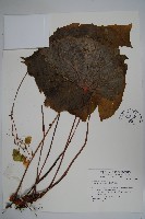 蘭嶼秋海棠藏品圖，第1張