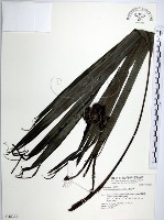 船子草、船仔草藏品圖，第1張