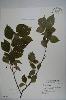 草野氏冬青藏品圖，第1張