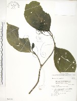 錫蘭玉心花藏品圖，第1張